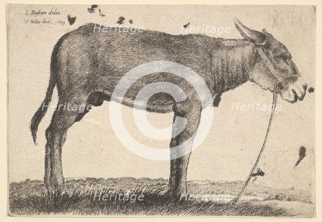 Donkey, 1649. Creator: Wenceslaus Hollar.