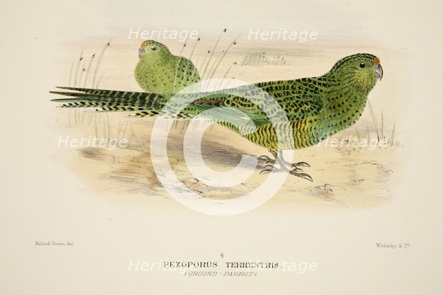 Ground Parrot, pub. 1916 (hand coloured engraving). Creator: Roland Green (1896 - 1972).