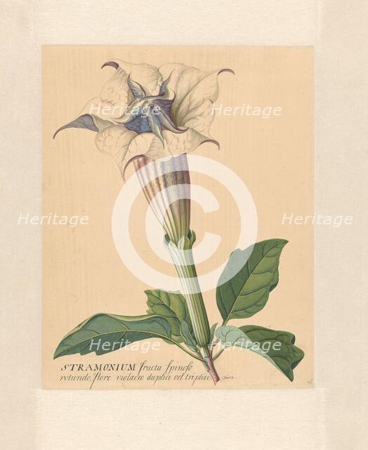 Thorn apple, 1771-1816. Creator: Hendrik Schwegman.