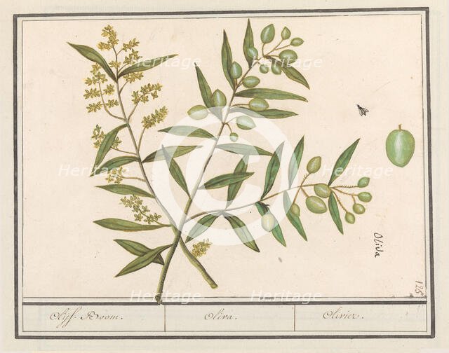 Olive (Olea europaea), 1596-1610. Creators: Anselmus de Boodt, Elias Verhulst.