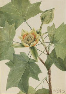 Tuliptree (Liriodendron tulipifera), 1918. Creator: Mary Vaux Walcott.