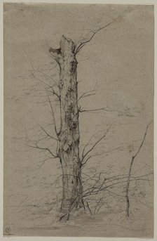 Tree, c. 1835-45. Creator: Ludwig Ferdinand Schnorr von Carolsfeld (German, 1788-1853).