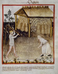 Barley, 14th century.  Creator: Unknown.