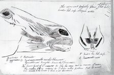 (Untitled) (Anatomical Study Of Horse's Head), 1878. Creator: Thomas Eakins.