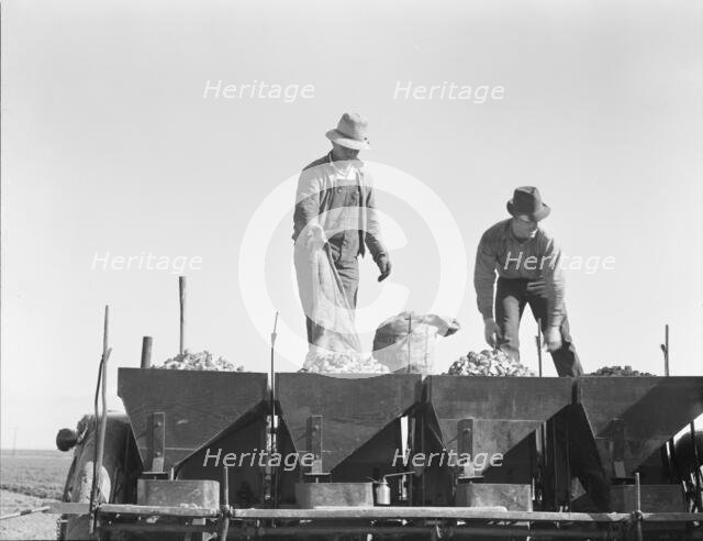 Loading bins of potato planter with fertilizer and seed from trailer..., Kern County, CA, 1939. Creator: Dorothea Lange.