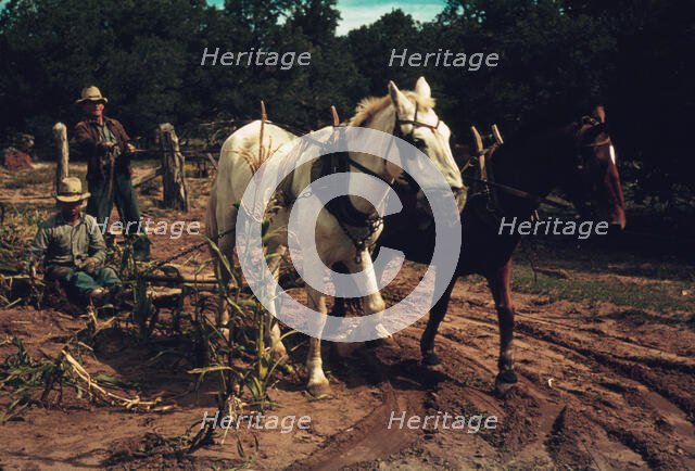 Harvesting new corn from the field of Jim Norris, Pie Town, New Mexico, 1940. Creator: Russell Lee.