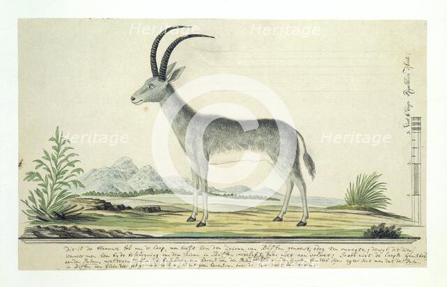 Hippotragus leucophaeus (Bluebuck), 1777-1786. Creator: Robert Jacob Gordon.