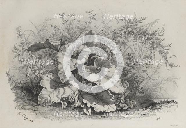 Plant Study from Group of Various Plants Drawn and Lithographed after Nature..., 1848. Creator: Eugene Bléry (French, 1805-1886).
