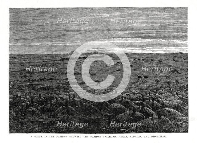 The Pampas railroad, South American lowlands, 1877. Artist: Unknown