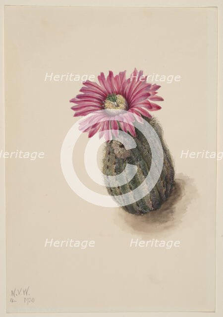Turkeyhead Cactus (Echinocerus perbellus), 1930. Creator: Mary Vaux Walcott.