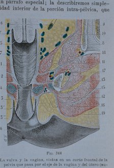 Vulva and vagina: a front sectional view of the pelvis which passes through the axis of the vagin…