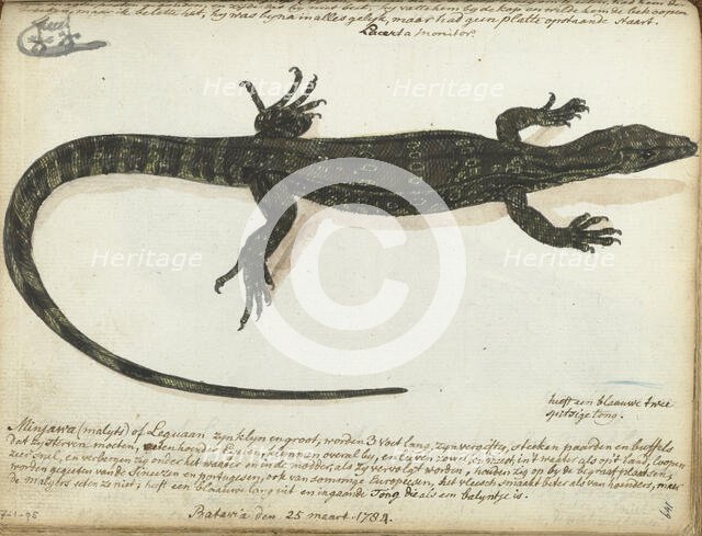 Minjawa or iguana, 1784. Creator: Jan Brandes.