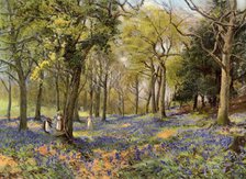 'Wild Hyacinths in a Surrey Copse', 1906. Artist: Unknown