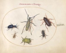 Plate 43: Beetles and Insects, c. 1575/1580. Creator: Joris Hoefnagel.