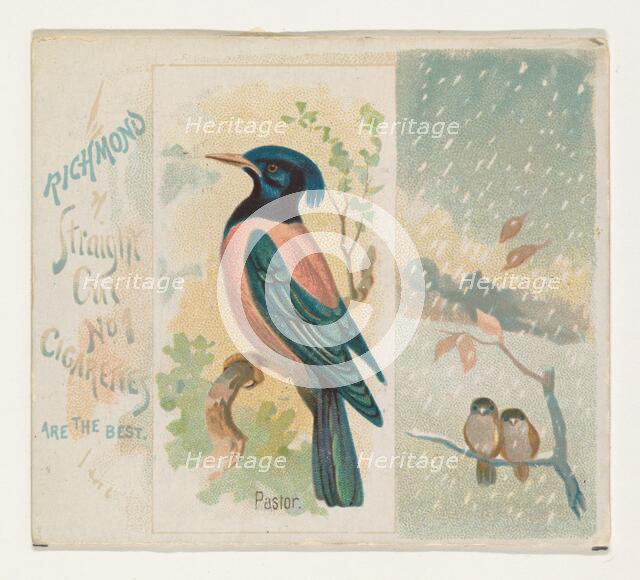 Pastor, from the Song Birds of the World series (N42) for Allen & Ginter Cigarettes, 1890. Creator: Allen & Ginter.