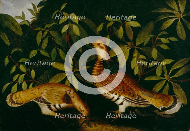 Two Ruffed Grouse in Underbrush, 1864. Creator: Rubens Peale.