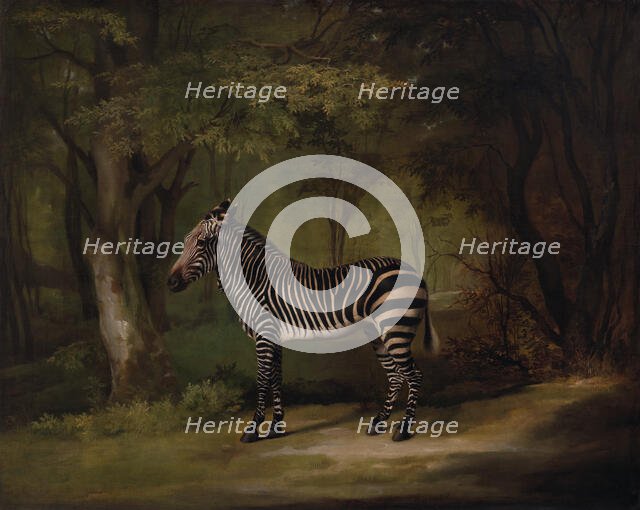 Zebra, exhibited 1763. Creator: George Stubbs.