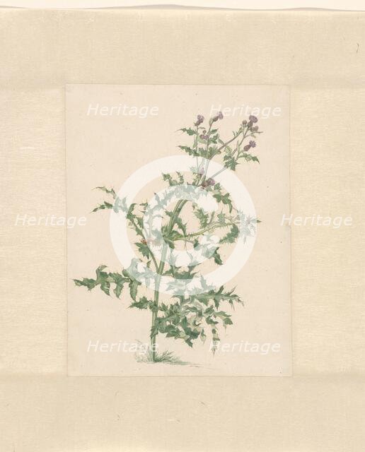 Flowering plant, 1748-1824. Creator: Jacob van Eynden.