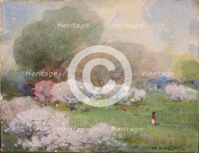 Cherry Blossoms, n.d. Creator: William Henry Holmes.