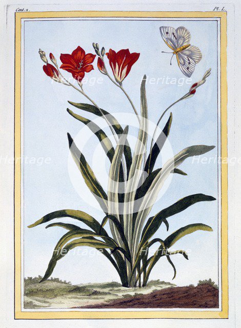 Cornlily, pub. 1776. Creator: Pierre Joseph Buchoz (1731-1807).