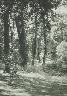 In the new forest, Hants. From the album: Photograph album - England, 1920s. Creator: Harry Moult.