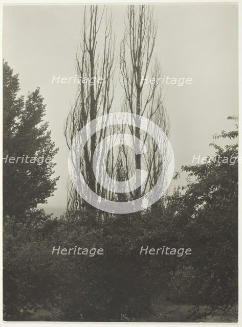 Poplars - Lake George, 1935. Creator: Alfred Stieglitz.