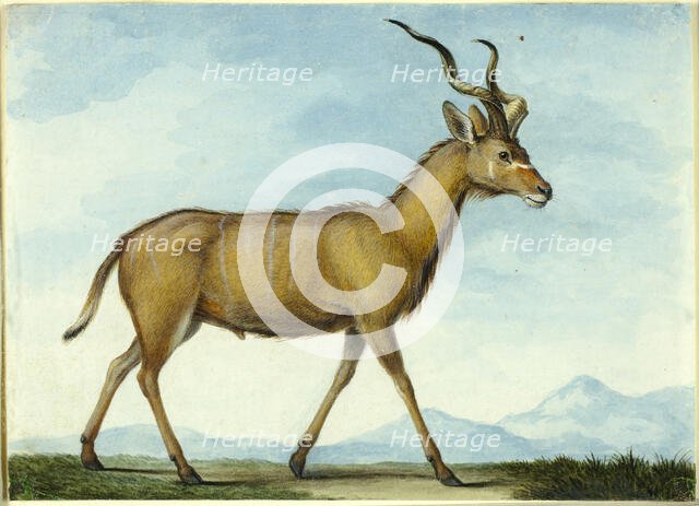 A Kudu, n.d. Creator: Nicholas Huet II.