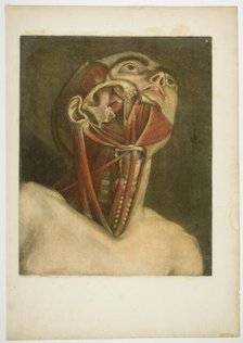Neck Muscles, plate three from Complete musculature in Natural Size and Color, 1746. Creator: Jacques Fabian Gautier Dagoty.