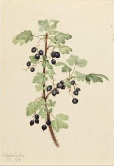 Prickly Currant (Ribes lacustre), 1919. Creator: Mary Vaux Walcott.