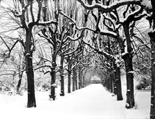 Lime walk in the snow, Trinity College, Oxford, Oxfordshire, 1880. Artist: Henry Taunt.