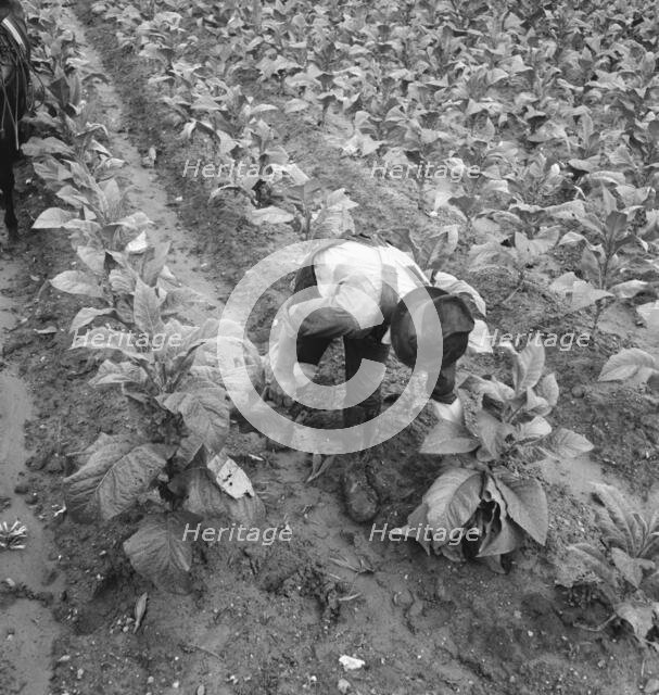 Wage laborer topping tobacco, Shoofly, North Carolina, 1939. Creator: Dorothea Lange.