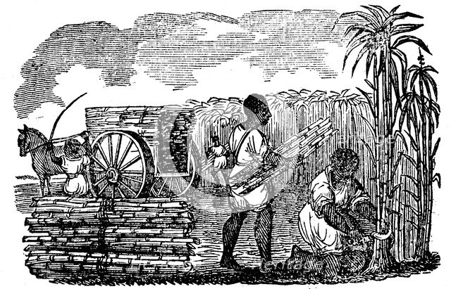 Slaves harvesting sugar cane in Louisiana, 1833. Artist: Unknown