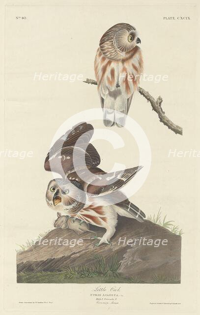 Little Owl, 1834. Creator: Robert Havell.