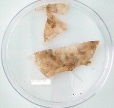 Glass Fragments, Coptic, 4th-early 5th century. Creator: Unknown.