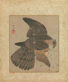 Album of Hawks and Calligraphy, 17th-18th century. Creator: Kanô Yôboku Tsunenobu.