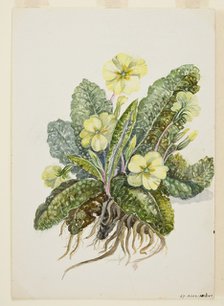 Primula vulgaris Huds (Primrose), c1920s. Creator: EF Crowley.