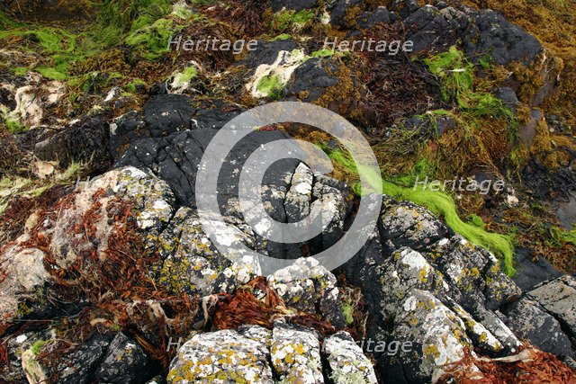 Seaweed near Eilean Donan Castle, Highland, Scotland.
