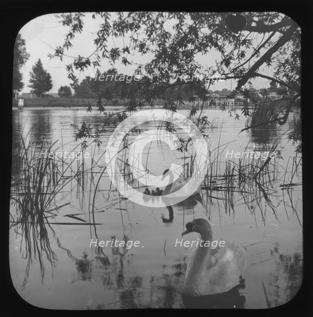 White swans and cygnets on river - unknown location. Creator: Unknown.
