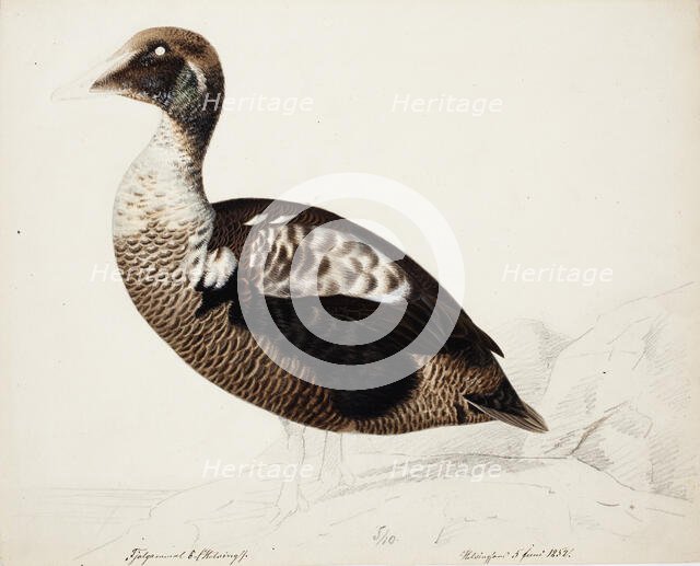 Common Eider; unfinished, 1852. Creator: Magnus von Wright.