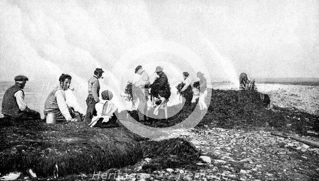 Burning seaweed for kelp, Aran Islands, Ireland, 1922.Artist: AW Cutler
