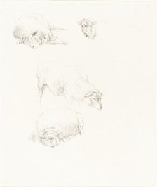 Studies of Sheep. Creator: Robert Hills.