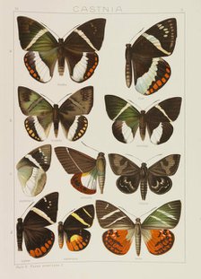Die Großschmetterlinge der Erde (The Macrolepidoptera of the World), 1909. Creator: Seitz, Adalbert (1860-1938).