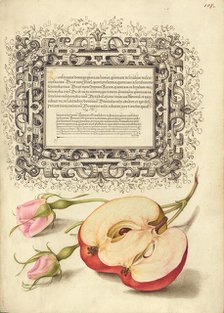 French Rose and Apple, 1561-1562; illumination added 1591-1596. Creator: Joris Hoefnagel.