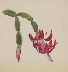 (Untitled--Flower Study), 1878. Creator: Mary Vaux Walcott.