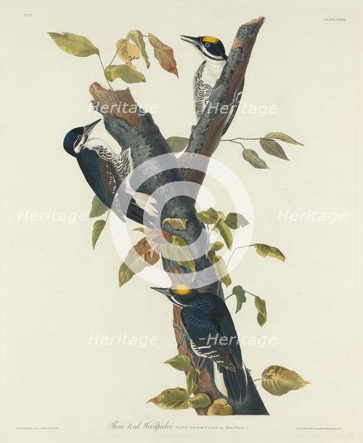 Three-Toed Woodpecker, 1832. Creator: Robert Havell.