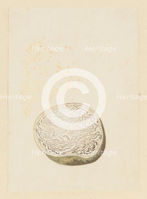 Hydnora africana Thunb. (Jackal-food plant), cross section, 1777-1786. Creator: Robert Jacob Gordon.