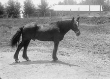 Rodney, Army Horse in Cuban War, Retired at Fort Myer, 1916. Creator: Harris & Ewing.