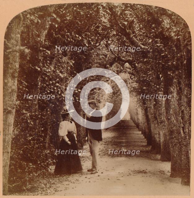 'Queen Mary's Bower, Hampton Court, London, England', 1896. Creator: Underwood & Underwood.