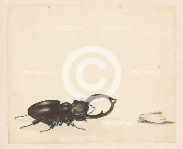 Studies of stag beetle and newly hatched moth, 1824-1900. Creator: Albertus Steenbergen.