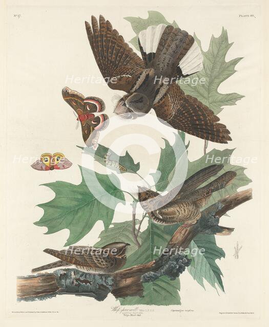 Whip-poor-will, 1830. Creator: Robert Havell.